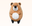 Mochi Bear